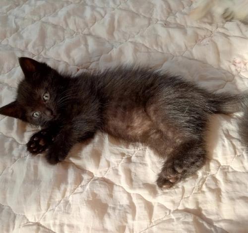 Самые надежные ручки ищут 2 черных девочки и один пацан. 03