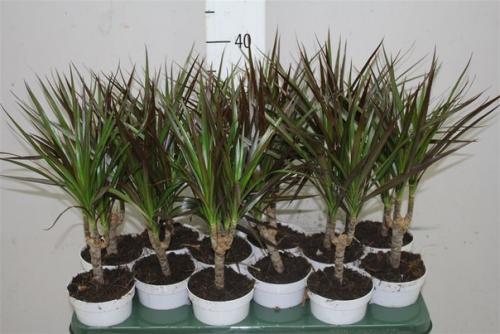 Бизнес идея номер 2.