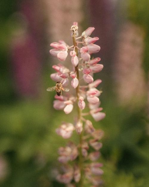 Люпины почти отцвели, а я только добралась до этих кадров. 01