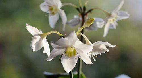 Подборка неприхотливых растений для дома. 04