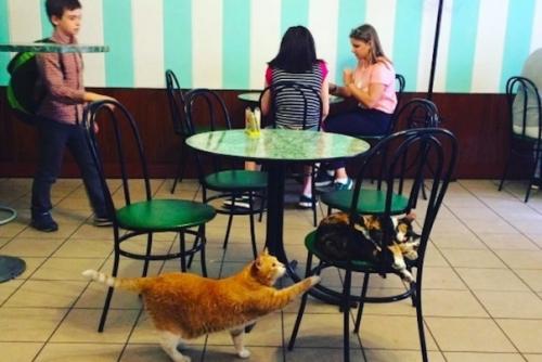 Легендарная пышечная на большой конюшенной. 03