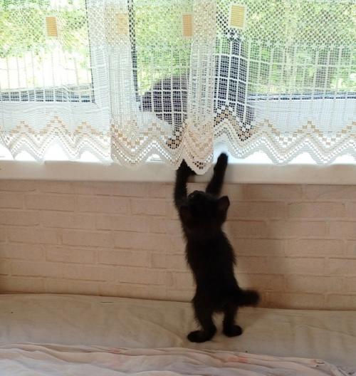 Самые надежные ручки ищут 2 черных девочки и один пацан. 01