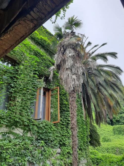 Дача и. в. Сталина в новом Афоне. 08