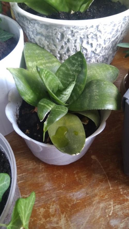 Спбшмот. Всем привет! 01