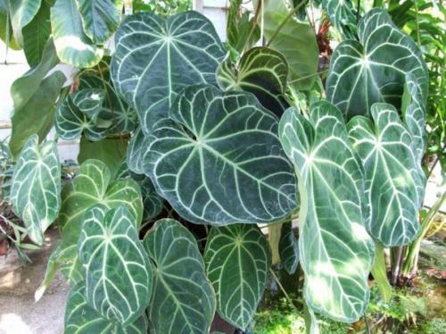 Элегантный модник антуриум. 03