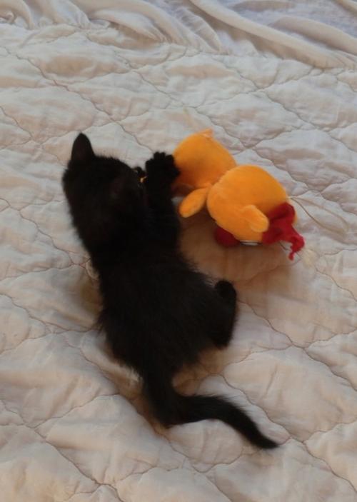 Самые надежные ручки ищут 2 черных девочки и один пацан. 04