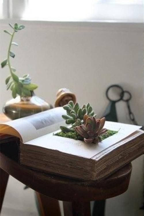 Композиции из суккулентов. 05