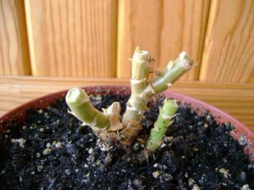 Как правильно обрезать герань, чтобы она пышно цвела. 03