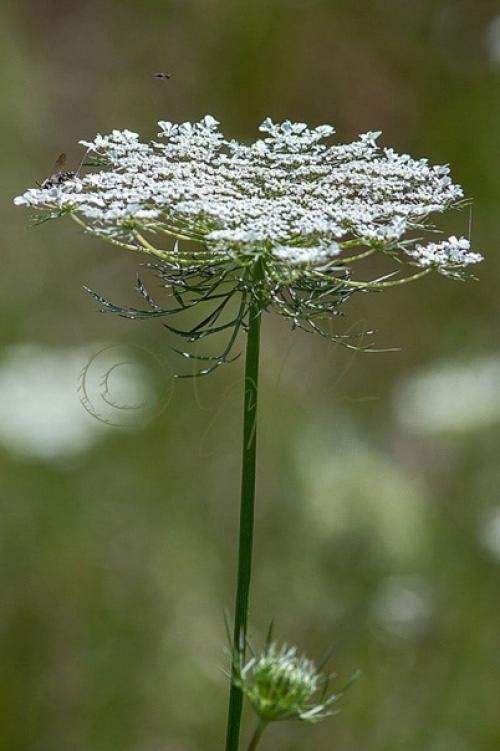 Наши предки были убеждены, что летом все живое особенно подвержено недобрым воздействиям. 05
