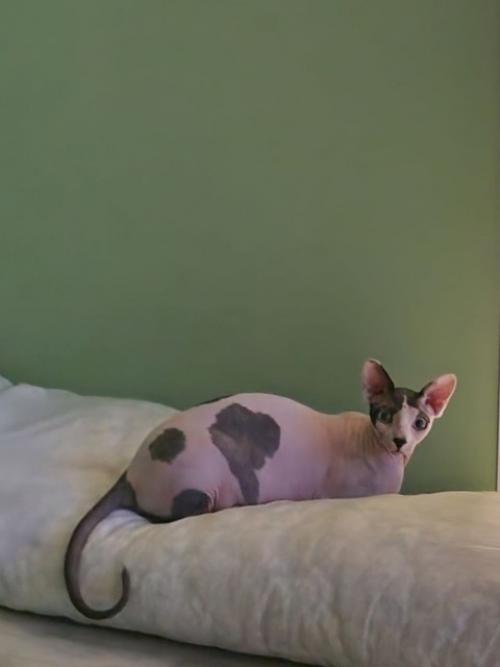 Дикий охотник шарфий. 01