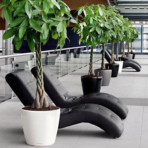 ? 7 . Неубиваемых растений для вашего дома и офиса? 04