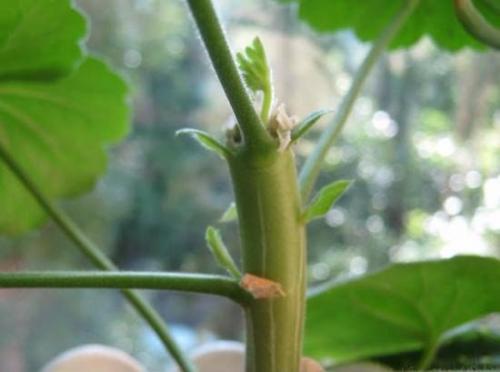 Как правильно обрезать герань, чтобы она пышно цвела. 04