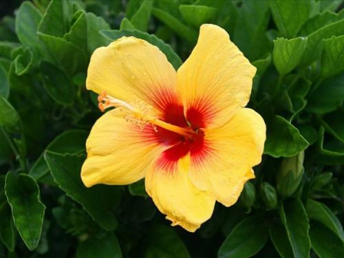 Гибискус: цветение.  В феврале заканчивается период покоя гибискуса и в марте у него уже могут появиться первые бутоны. 05