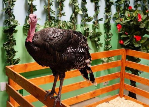 Контактные зоопарки Москвы могут быть интересны не только детям: топ - 6 лучших мест. 01