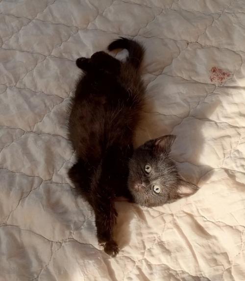 Самые надежные ручки ищут 2 черных девочки и один пацан. 02