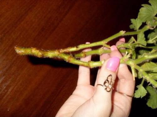 Как правильно обрезать герань, чтобы она пышно цвела. 02