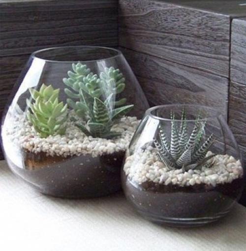 Композиции из суккулентов.