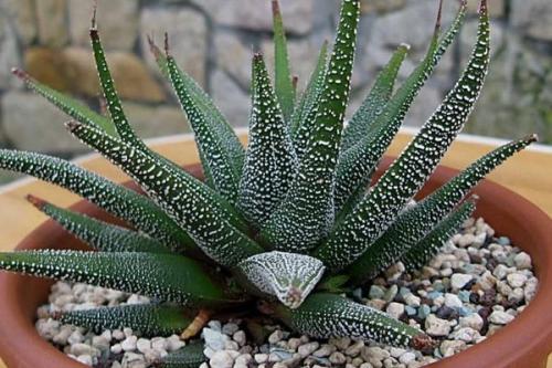 Подборка неприхотливых растений для дома. 02