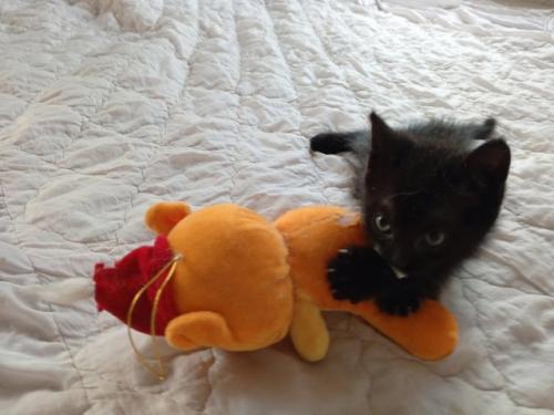 Самые надежные ручки ищут 2 черных девочки и один пацан. 05