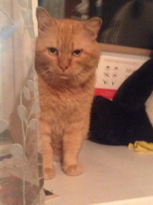 Ральф ищет передержку / дом! 02