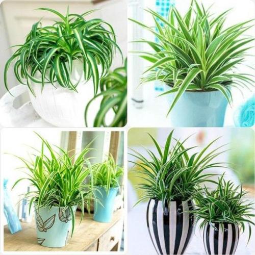 ? 7 . Неубиваемых растений для вашего дома и офиса? 05
