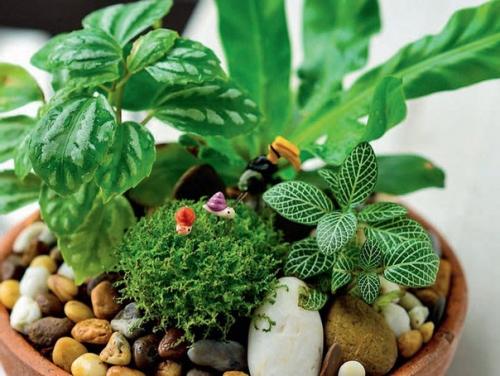 Неповторимость комнатных растений - фитодизайн. 03