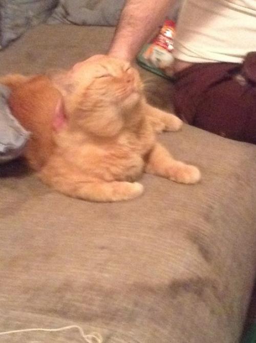 Ральф ищет передержку / дом! 03