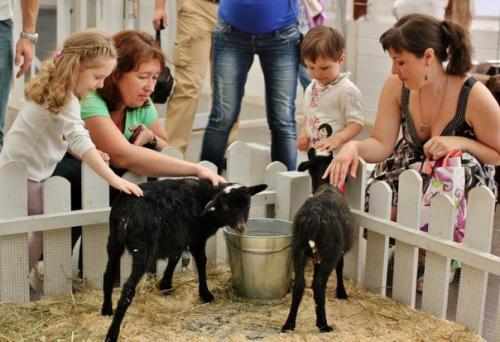 Контактные зоопарки Москвы могут быть интересны не только детям: топ - 6 лучших мест. 02