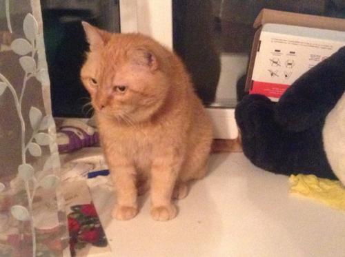 Ральф ищет передержку / дом! 01