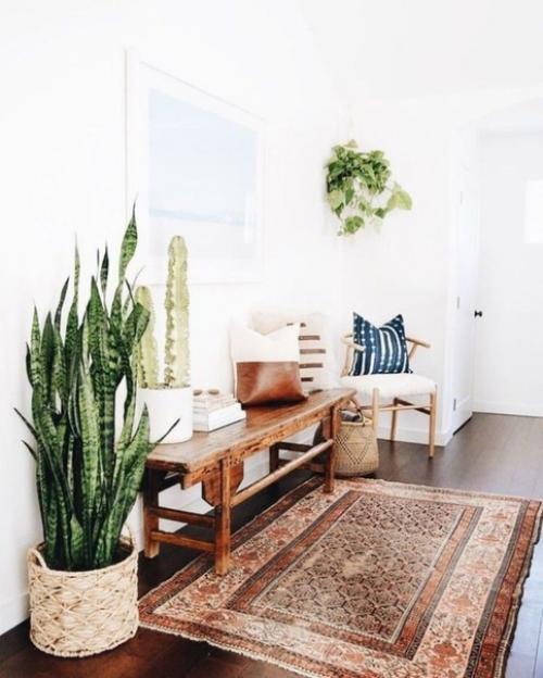 Стильное ретро растение - сансевиерия. 02