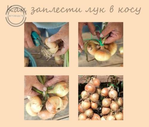 Хранение лука.  Как плести косы. 01