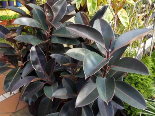 5 лучших комнатных растений, которые очищают воздух. 04