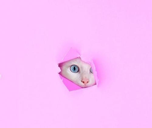 Ночью кот запрыгивает на спинку кровати и ходит по ней.