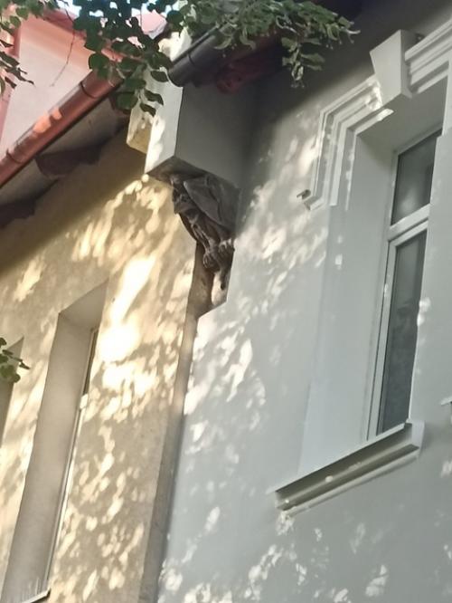 Дом с горгульей-это самый необычный музей города, квартира - галерея с предметами быта и интерьера жителей восточной пруссии. 01