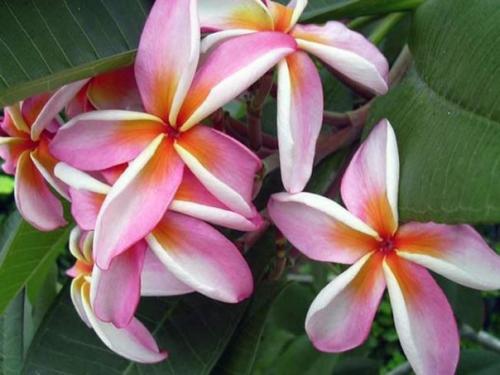 Гавайи дома: как вырастить плюмерию из семян. 06