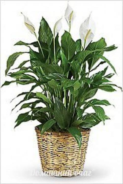 Неприхотливые комнатные цветы для квартиры. 10 самых неприхотливых комнатных растений или цветы для лентяя.