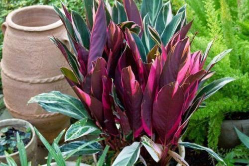 Пестрые орнаменты строманты? 01