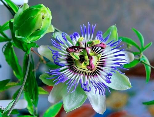 Пассифлора.  Уход и разведение.