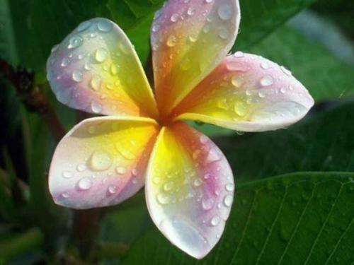 Гавайи дома: как вырастить плюмерию из семян. 04