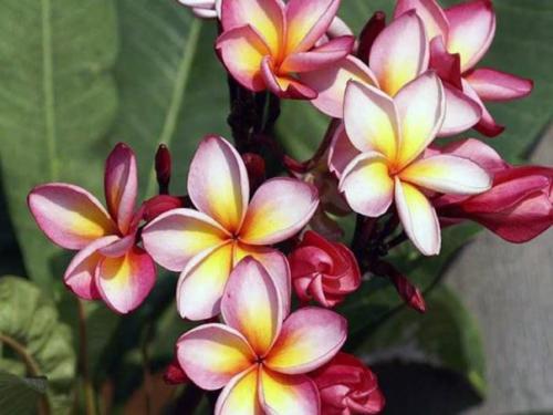 Гавайи дома: как вырастить плюмерию из семян. 05