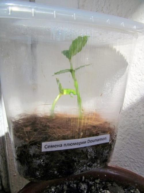 Гавайи дома: как вырастить плюмерию из семян. 03