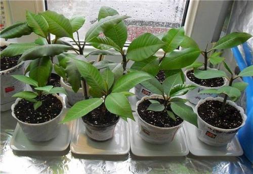 Гавайи дома: как вырастить плюмерию из семян. 02