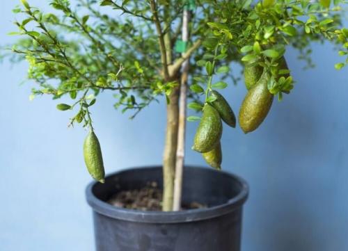 Какие комнатные цитрусовые можно вырастить дома? 03