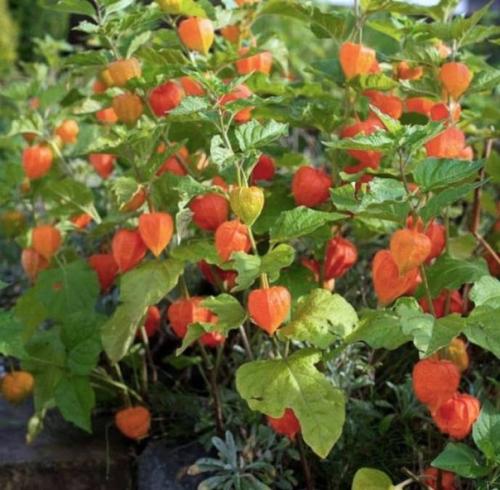 Физалисы, что мы о них знаем. 01