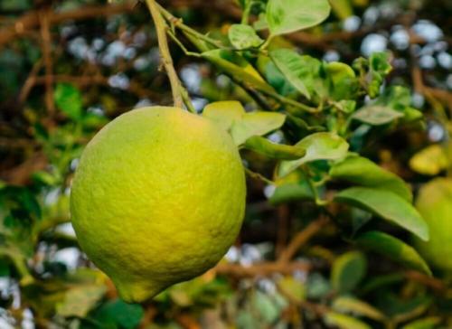 Какие комнатные цитрусовые можно вырастить дома? 01