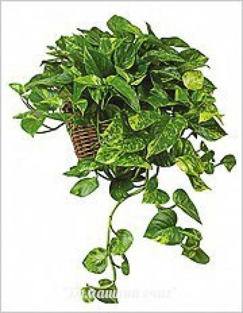 Неприхотливые комнатные цветы для квартиры. 10 самых неприхотливых комнатных растений или цветы для лентяя.