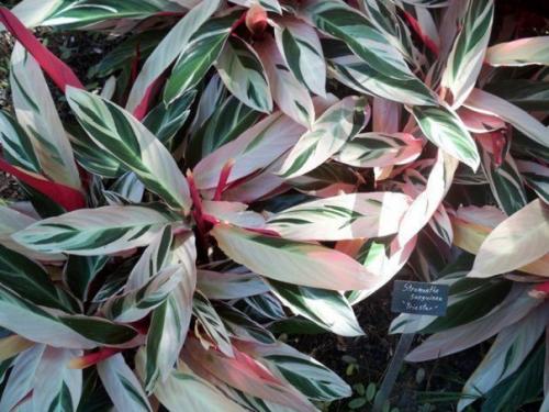 Пестрые орнаменты строманты? 04