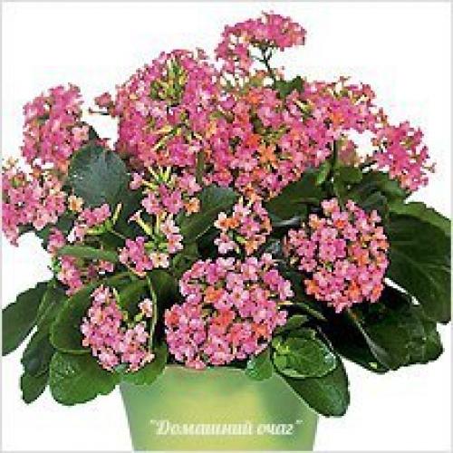 Неприхотливые комнатные цветы для квартиры. 10 самых неприхотливых комнатных растений или цветы для лентяя.