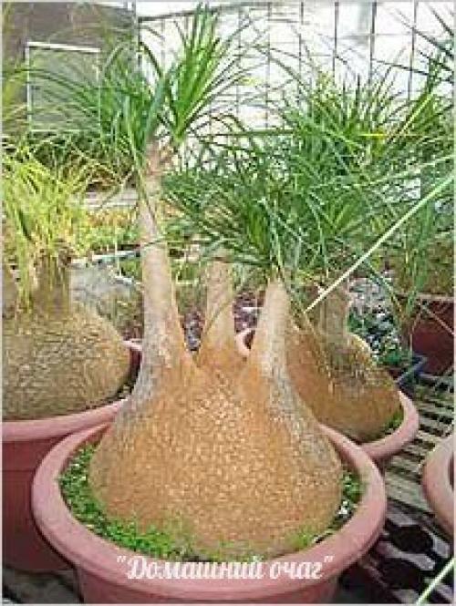 Неприхотливые комнатные цветы для квартиры. 10 самых неприхотливых комнатных растений или цветы для лентяя.