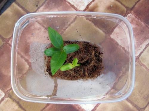 Гавайи дома: как вырастить плюмерию из семян. 01